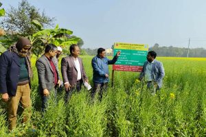 কুমারখালীতে তেলজাতীয় ফসল উৎপাদন বৃদ্ধিতে মাঠ দিবস