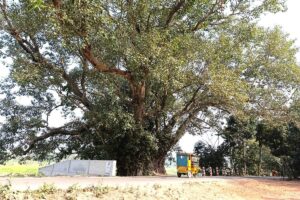 নুরার মা’র বটগাছ-এর ছায়ায় আড়াইশ’ বছরের জনপদ