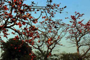 হারিয়ে যাচ্ছে শিমুলের সৌন্দর্য