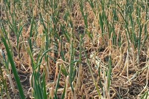 গোপালগঞ্জে বিষ প্রয়োগে ৫০ বিঘা জমির পেঁয়াজ নষ্ট