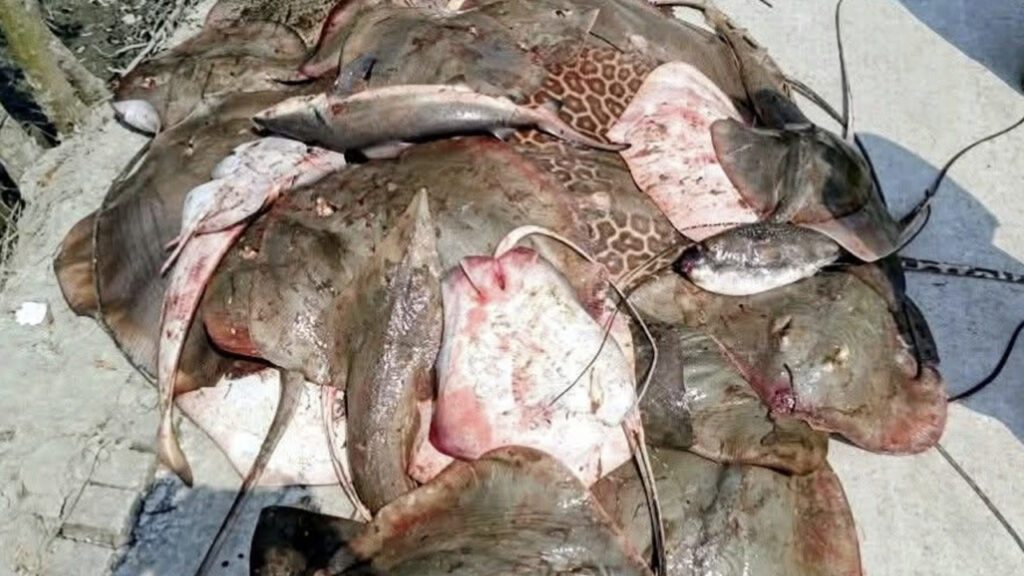 শিকার নিষিদ্ধ শাপলা পাতা মাছসহ ২২ জেলে আটক